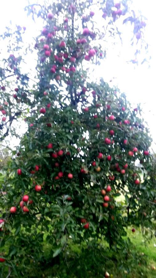 B&B Aan De Limes In Maurik Εξωτερικό φωτογραφία